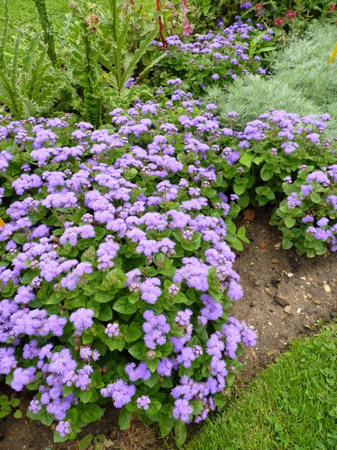 Ageratum houstonianum 'Ville de Liege'